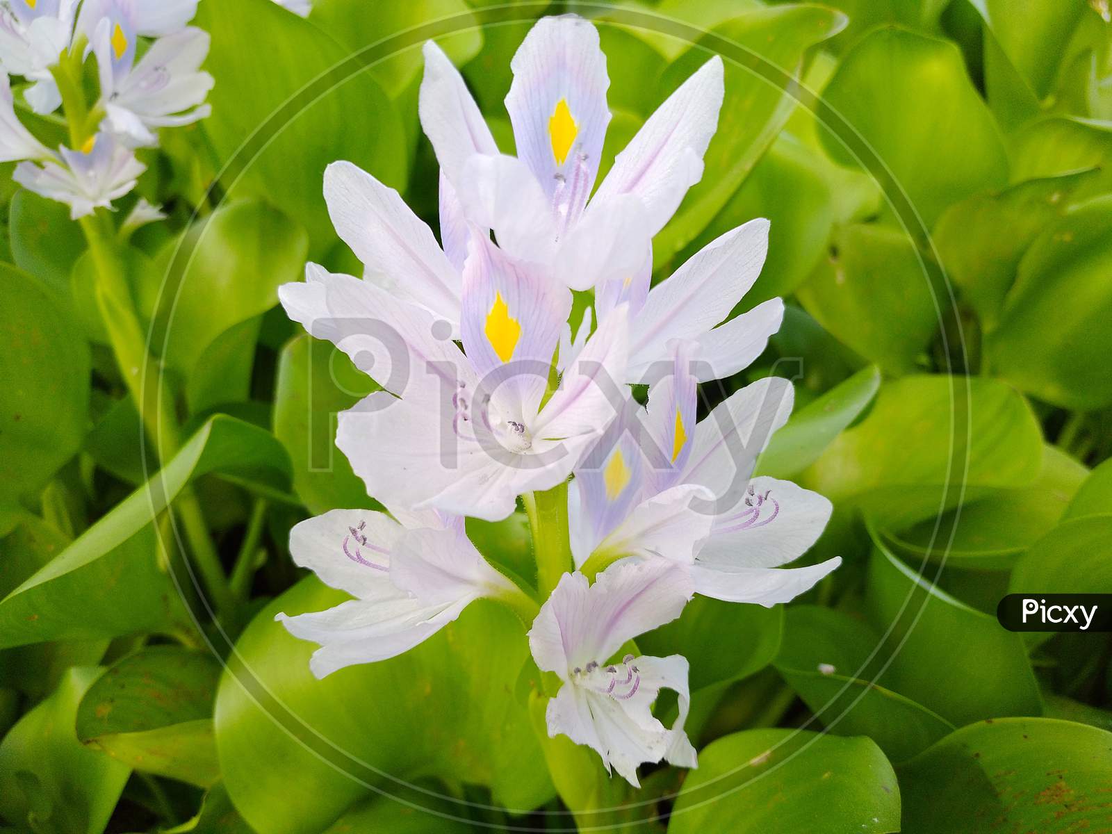 Water hyacinth flower image