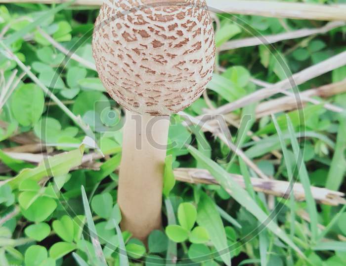 Beautiful plant mushroom