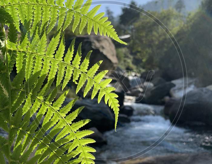 Royal poinciana in Waterfall