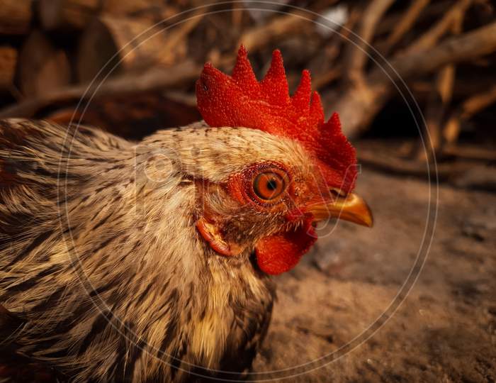 Close up of a rooster useful poultry farming .