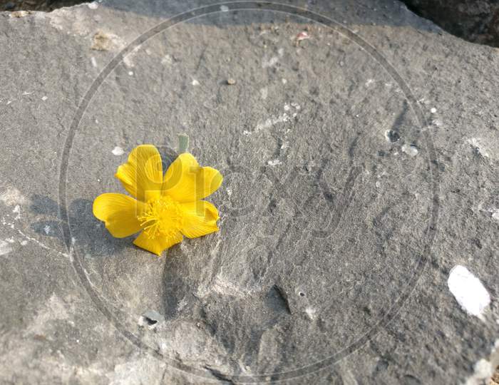 Flower yellow stone