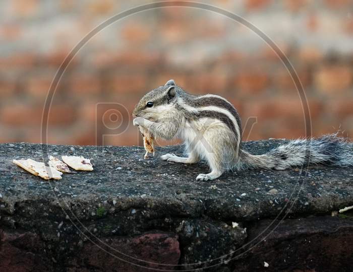 Little Squirrel having Breakfast.