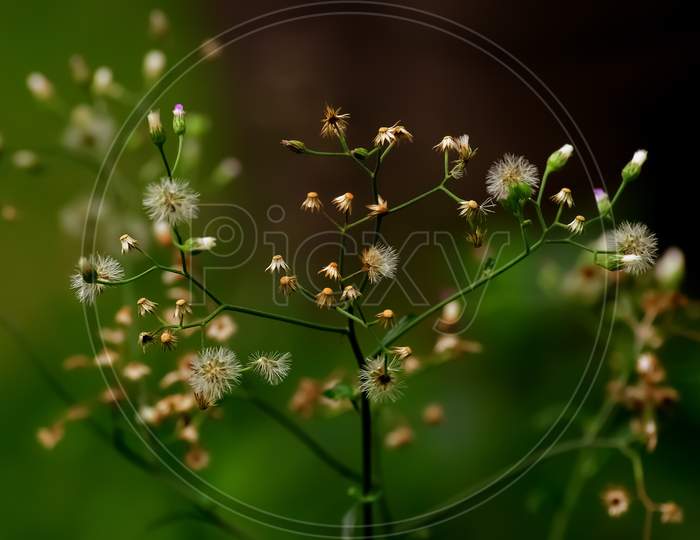 Soft focus seeds of Little Ironweed flowers which is botanically known as Cyanthillium