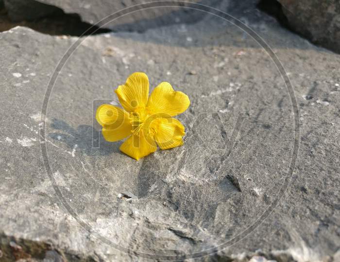 Flower yellow stone
