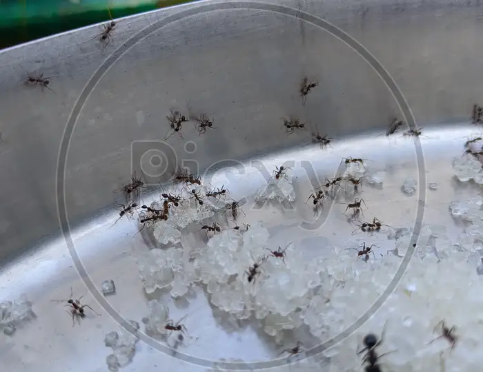 Image of Black Ant Eats A Rotten Mango Macro Closeup-WE163162-Picxy