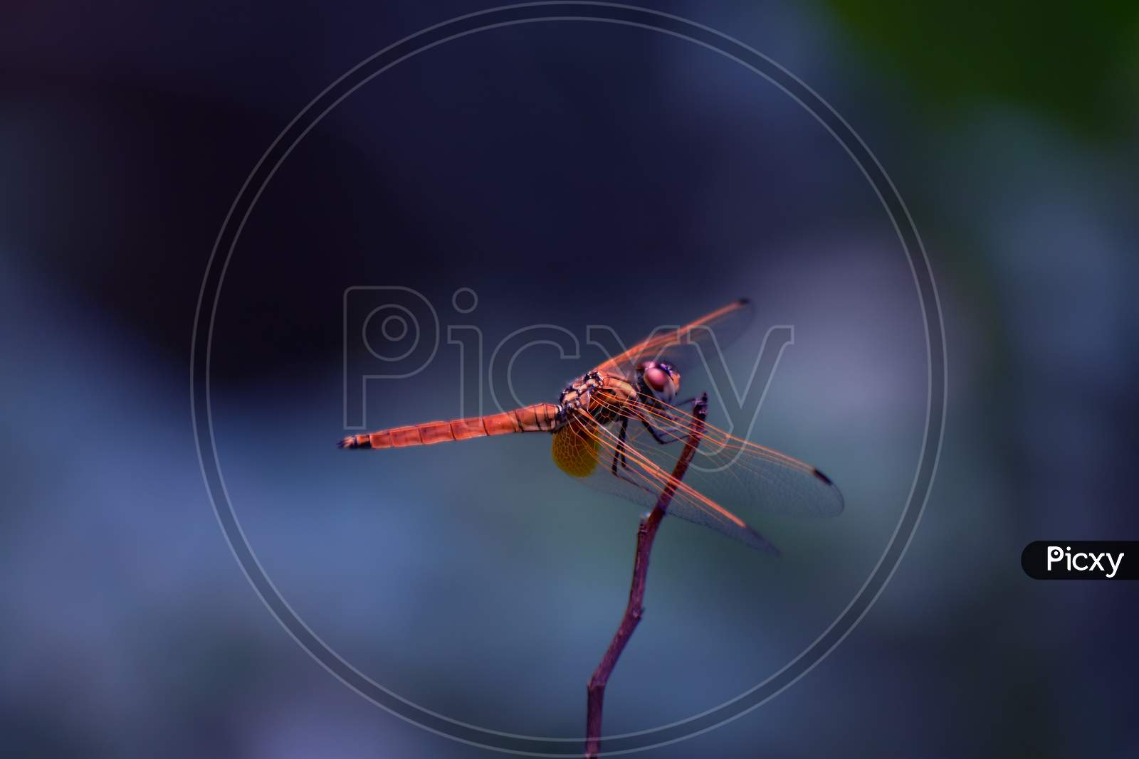 Golden dragonfly in blue background
