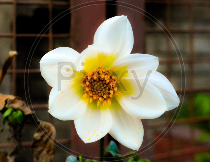 Close up of white flower with yellow anther