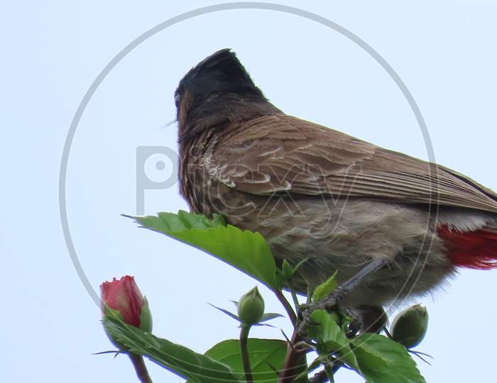 Red whiskerd bulbul sitting on hibiscus branch