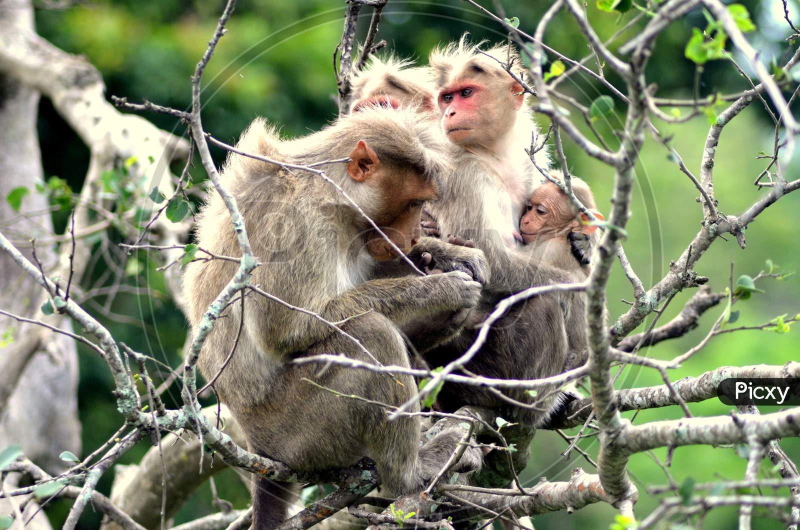 Monkey family in jungle