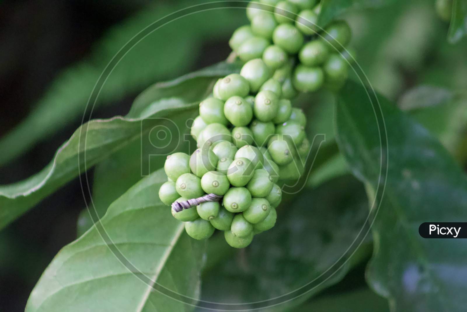 Raw Coffee Beans on a coffee plant