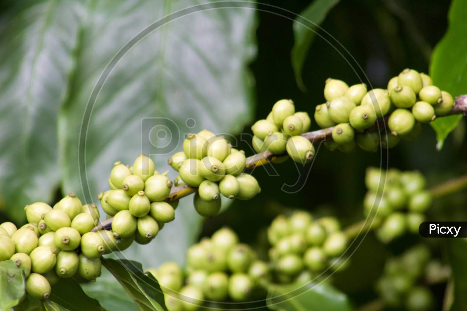 Coffee Beans in the estates.