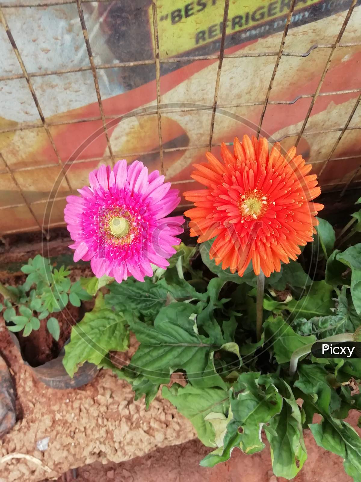 Pink and orange colored flowers