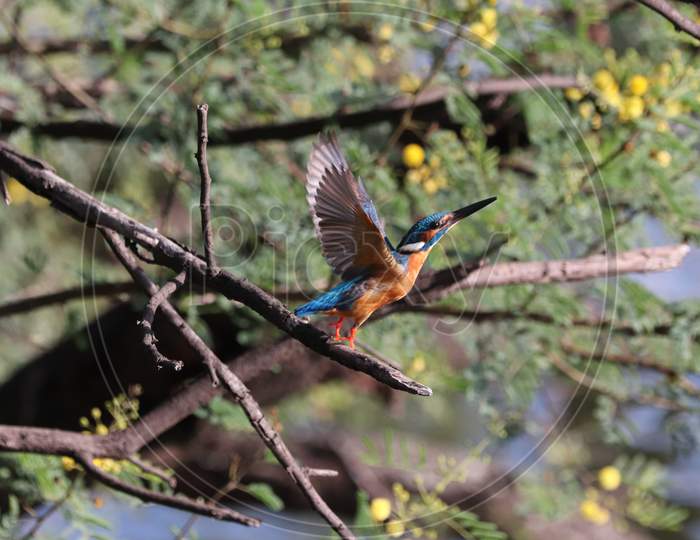 Bye bye common kingfisher