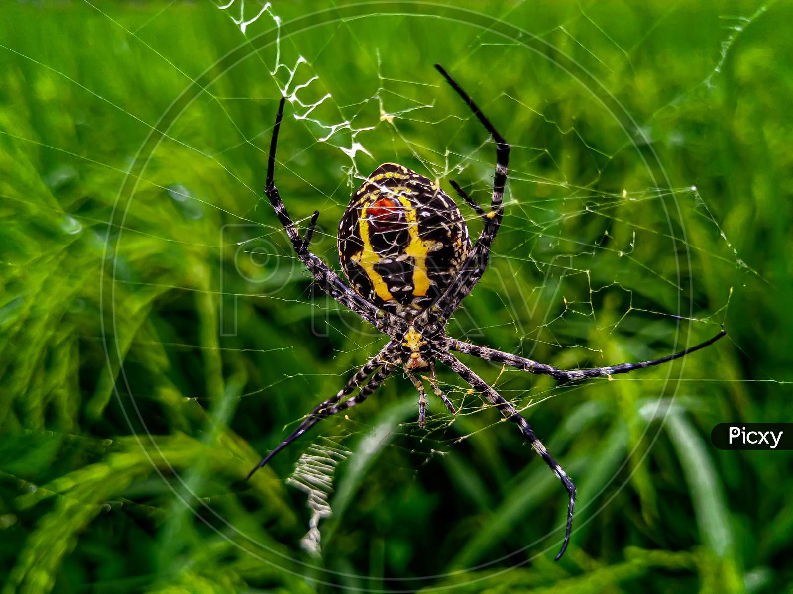 A harmless Orb-Weaver Spider.