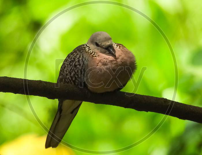 Spotted dove .