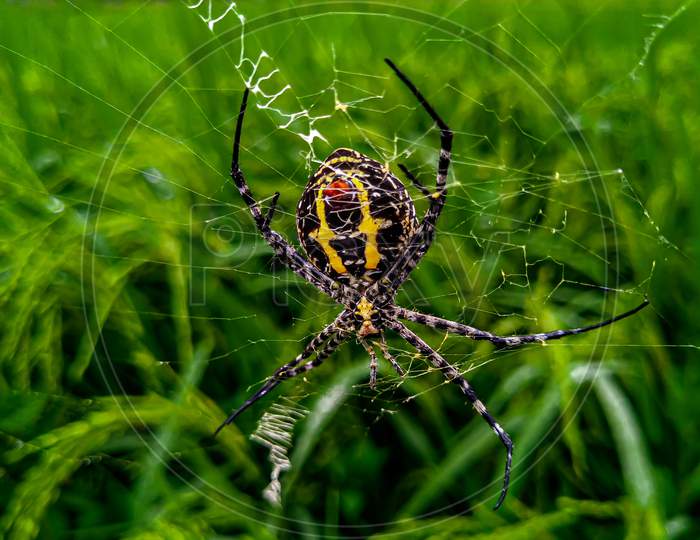 A harmless Orb-Weaver Spider.