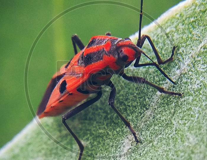 Red insect at the leaf clicked by RJ Photography