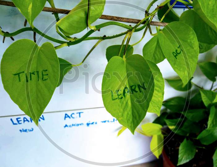 Money plant with Time,Learn and Act written on leafs