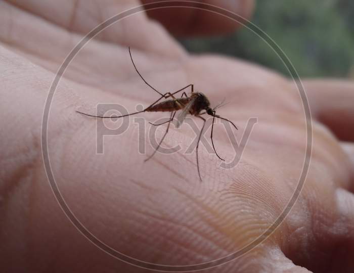 Close up Details of mosquito