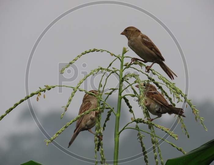 Group of house sparrows