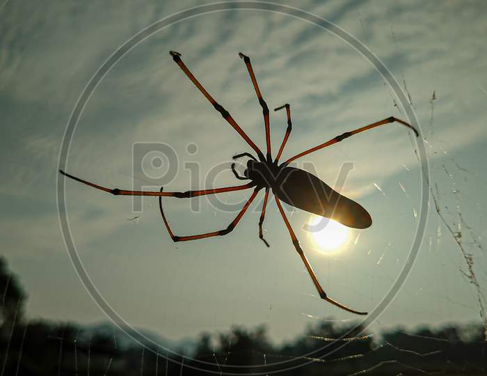 A large spider, known as golden orb-weaver spider.