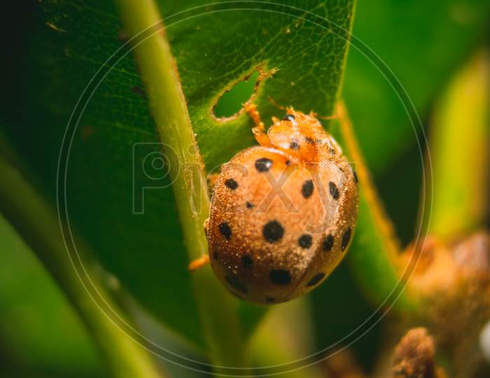 Ladybug Or Red Beetle On Edge Of Green Grass With Isolated On Green Background. Space Of Text Copy. Ladybird
