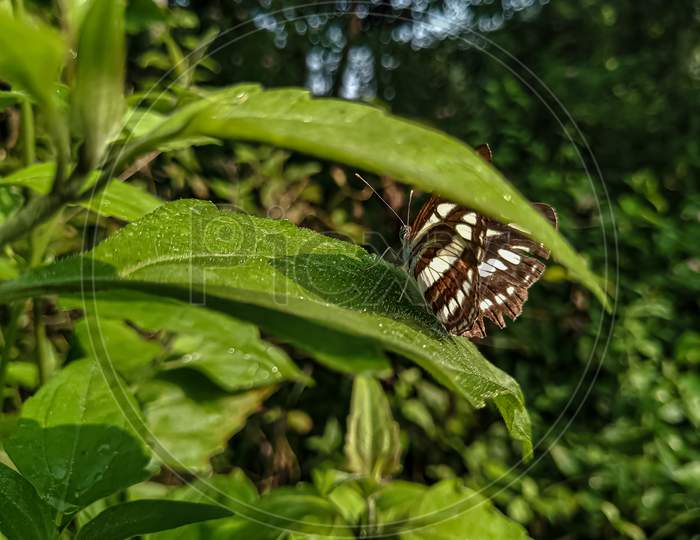 A butterfly on green leaf, known as Common Sailor.
