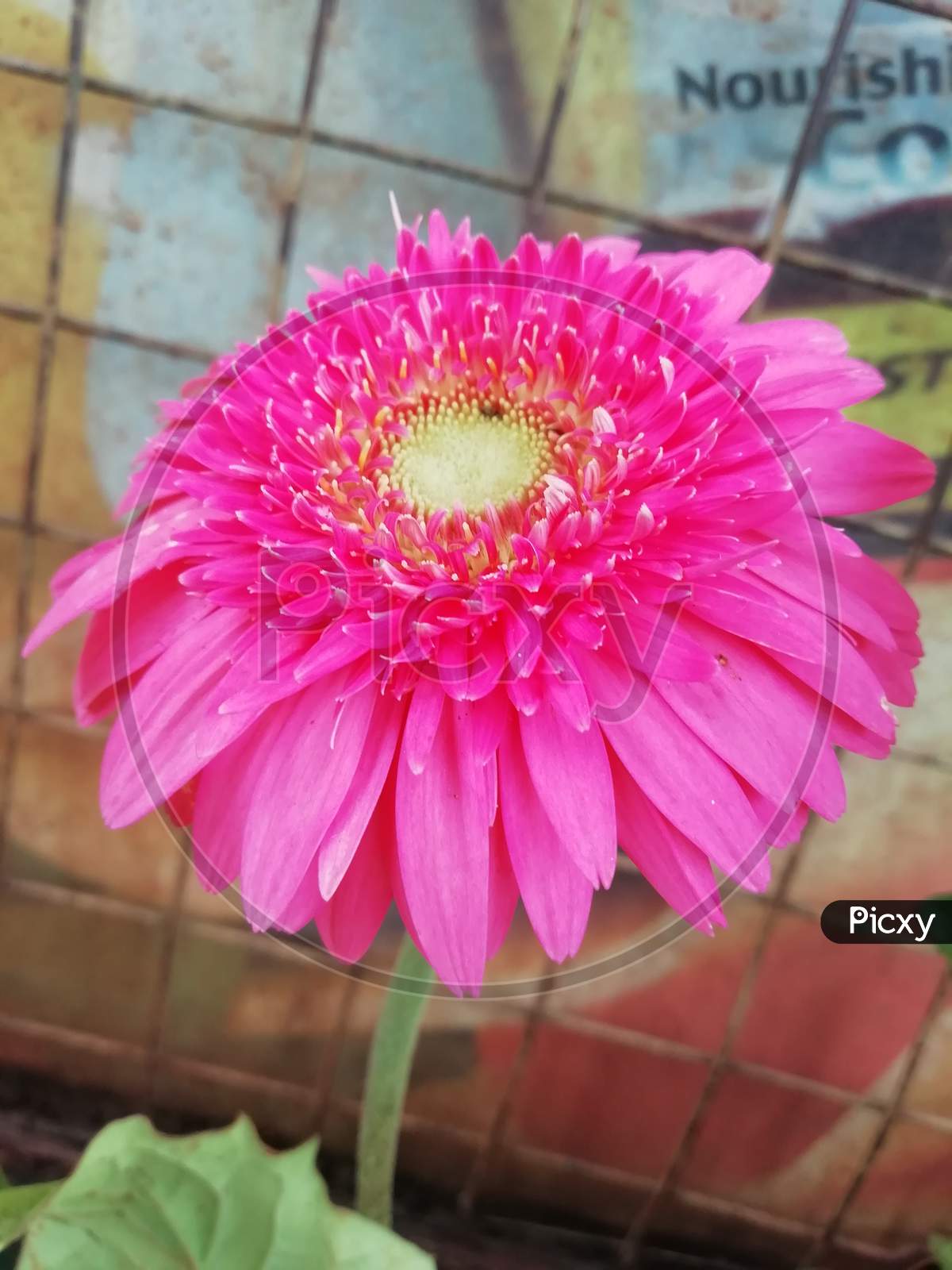 Pink flower Close up view