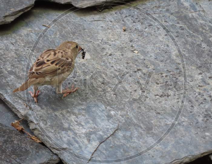 House sparrow feeding