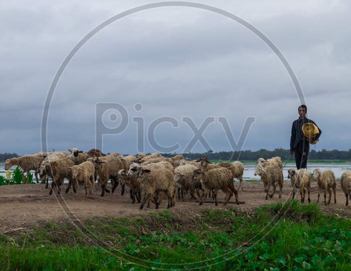 sheeps with its owner