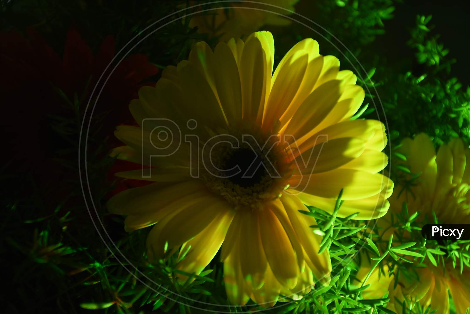 Sun Flower night click with lighing