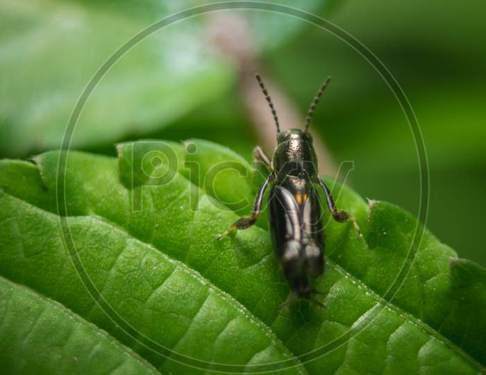Small Predacious Ground Beetle / Strange Horned Beetle On Isolated On Back Background. Animals Wildlife