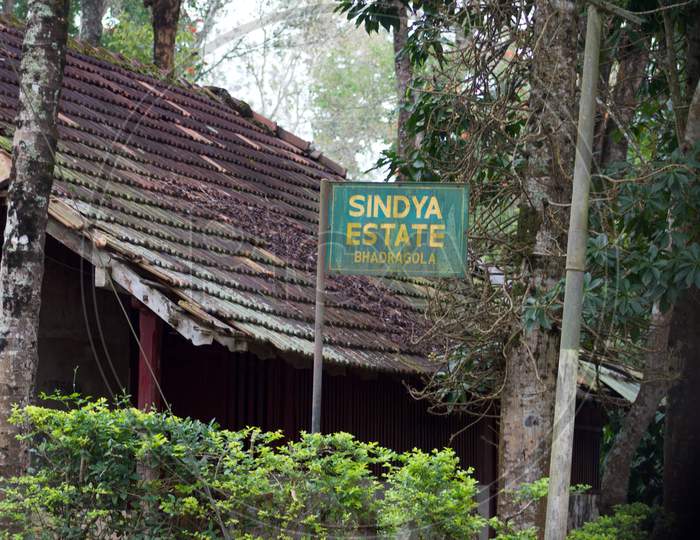 Sindya coffee estate, Polibetta