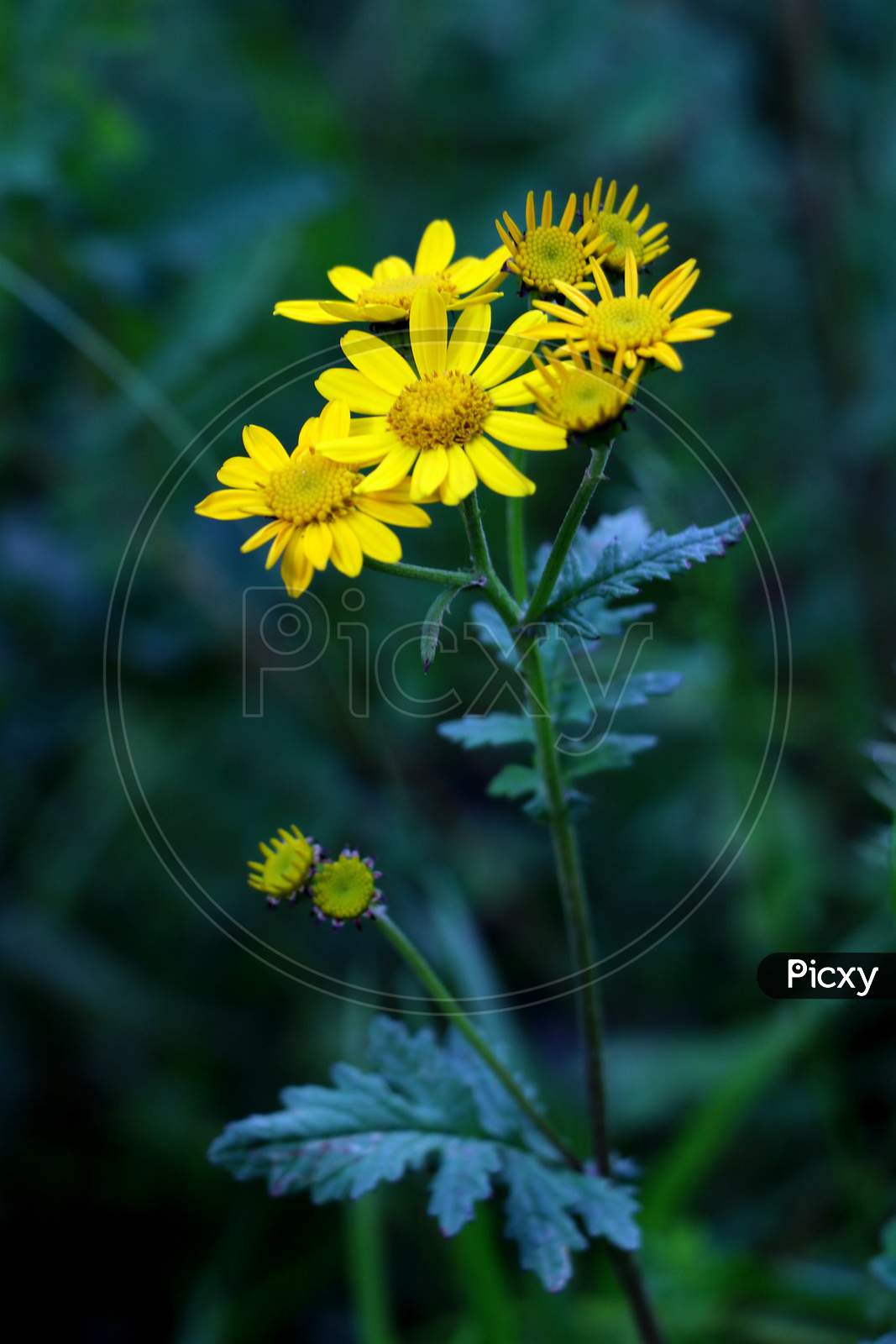 Wild Yellow Flower