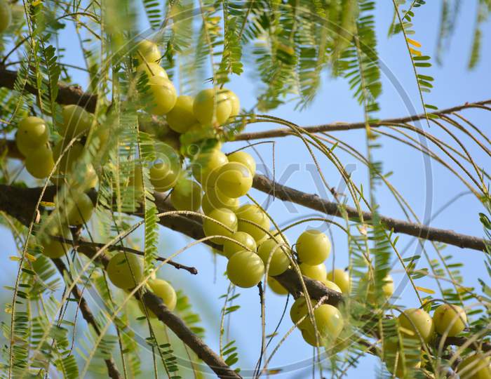 Indian gooseberry or Amla fruit on tree