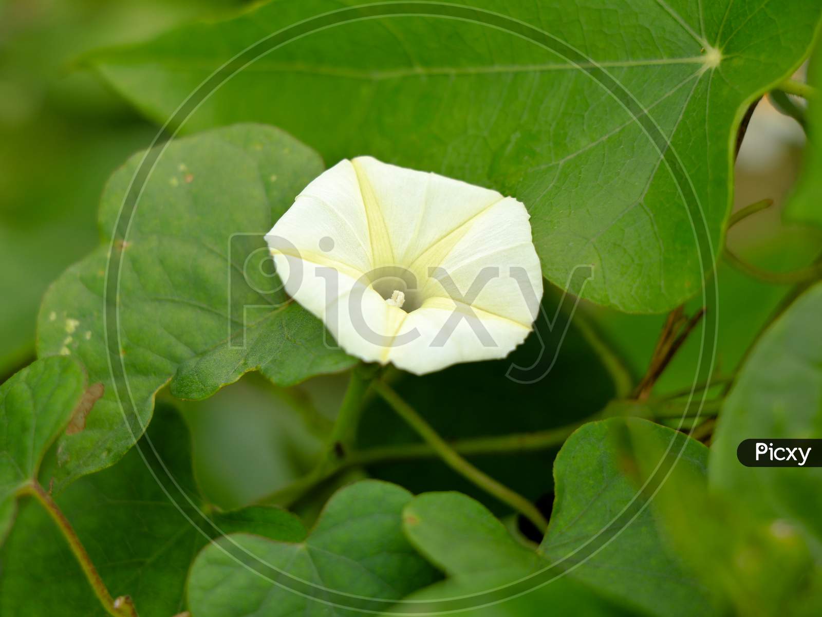 Ipomoea Obscura, Small White Morning Glory Or  Obscure Morning Glory Flower