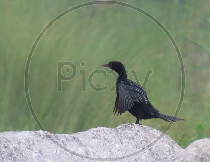 Black feather bird