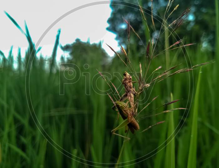 Two Grasshopper on love grass or Chrysopogon Aciculatus.