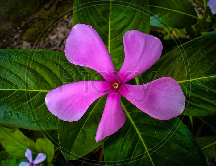 Barmasi flower