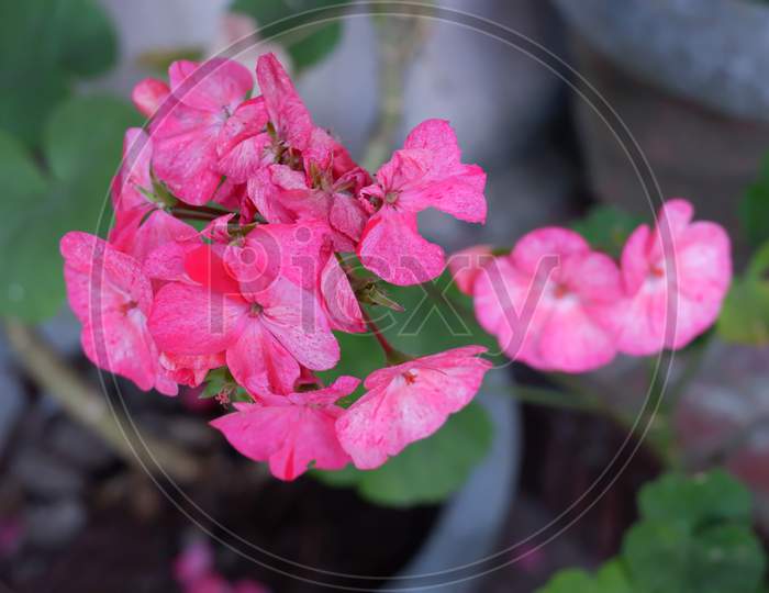 Pink Hilly Flower