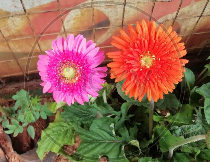 Pink and orange colored flowers
