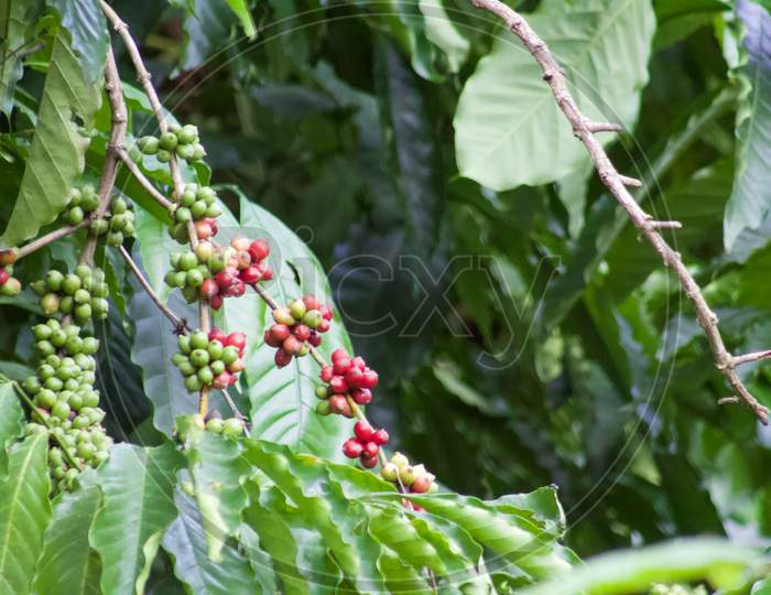 Ripening coffee beans on a coffee plant