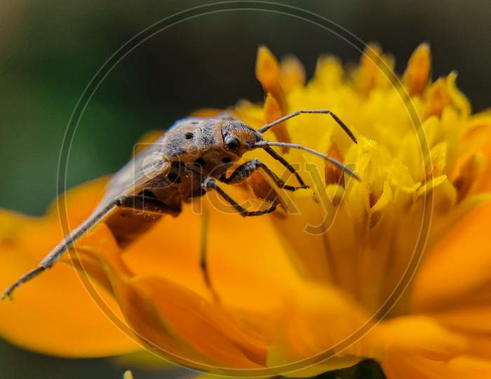 Macro insect shot