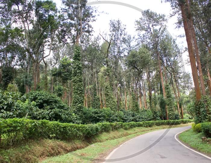 scenic drives in the coffee plantations