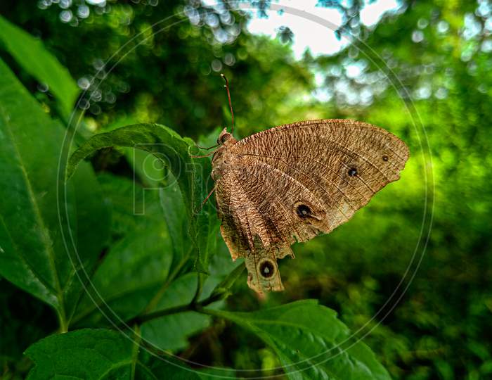 A brown butterfly.