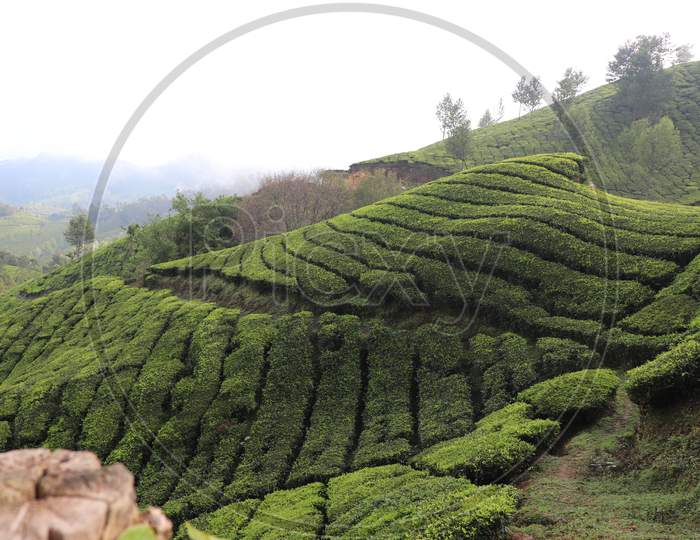 munnar tea gardens