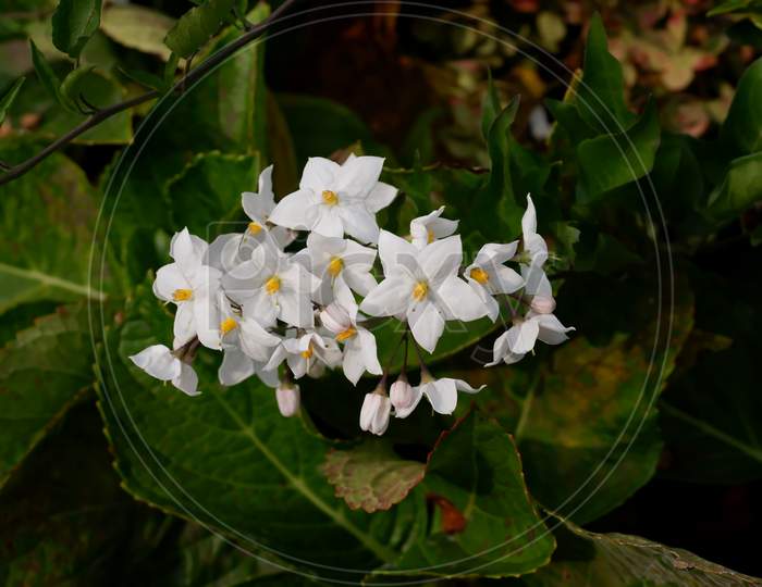 Uttarakhand Flower