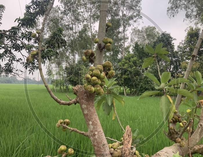 Nature from Bangladesh
