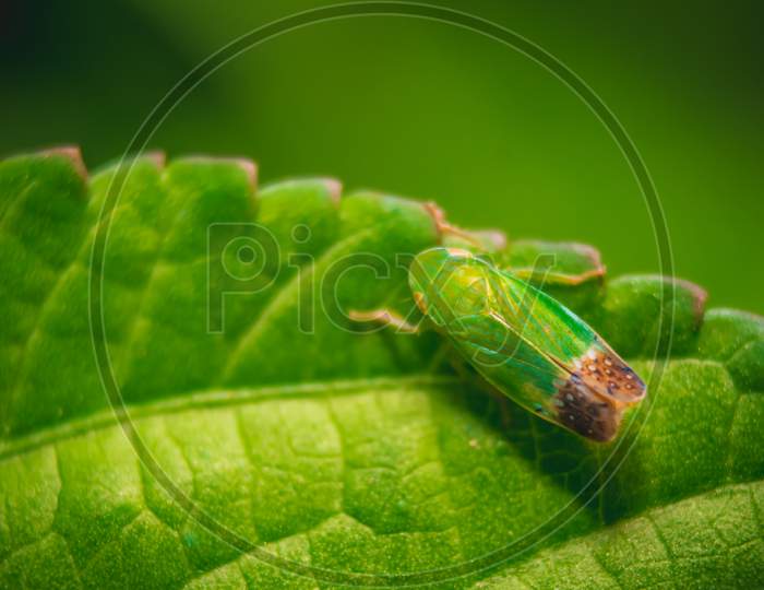 Green Leaf Insect On Green Leafs. Insects / Bugs - Leaf Insect (Phyllium Bioculatum) Or Walking Leaves. Macro Image Of A Beautiful Leaf Insect, Sabah, Borneo - (Phyllium Giganteum).