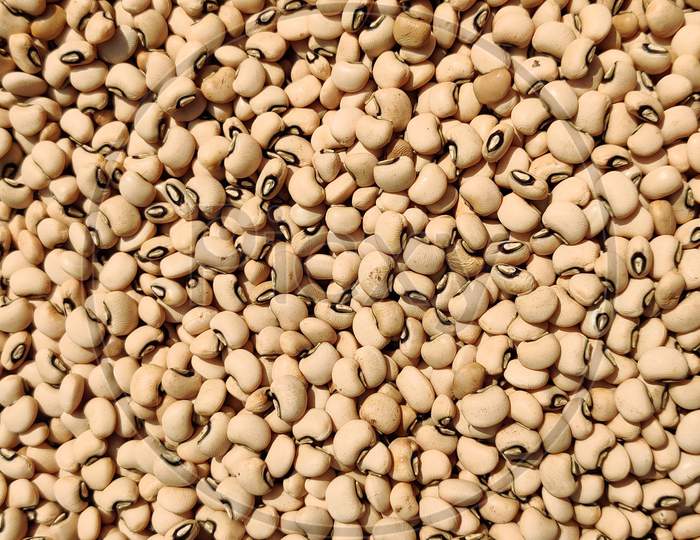 Chavla beans, lobia, cow beans